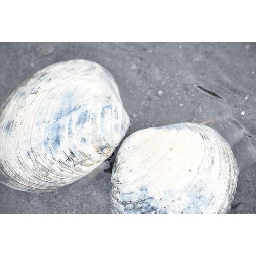 Alaska-Ketchikan-clam shells on beach